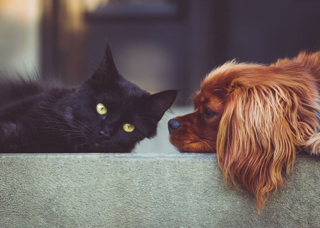 Todo lo que necesitas para tu mascota en Pueblo Nuevo
